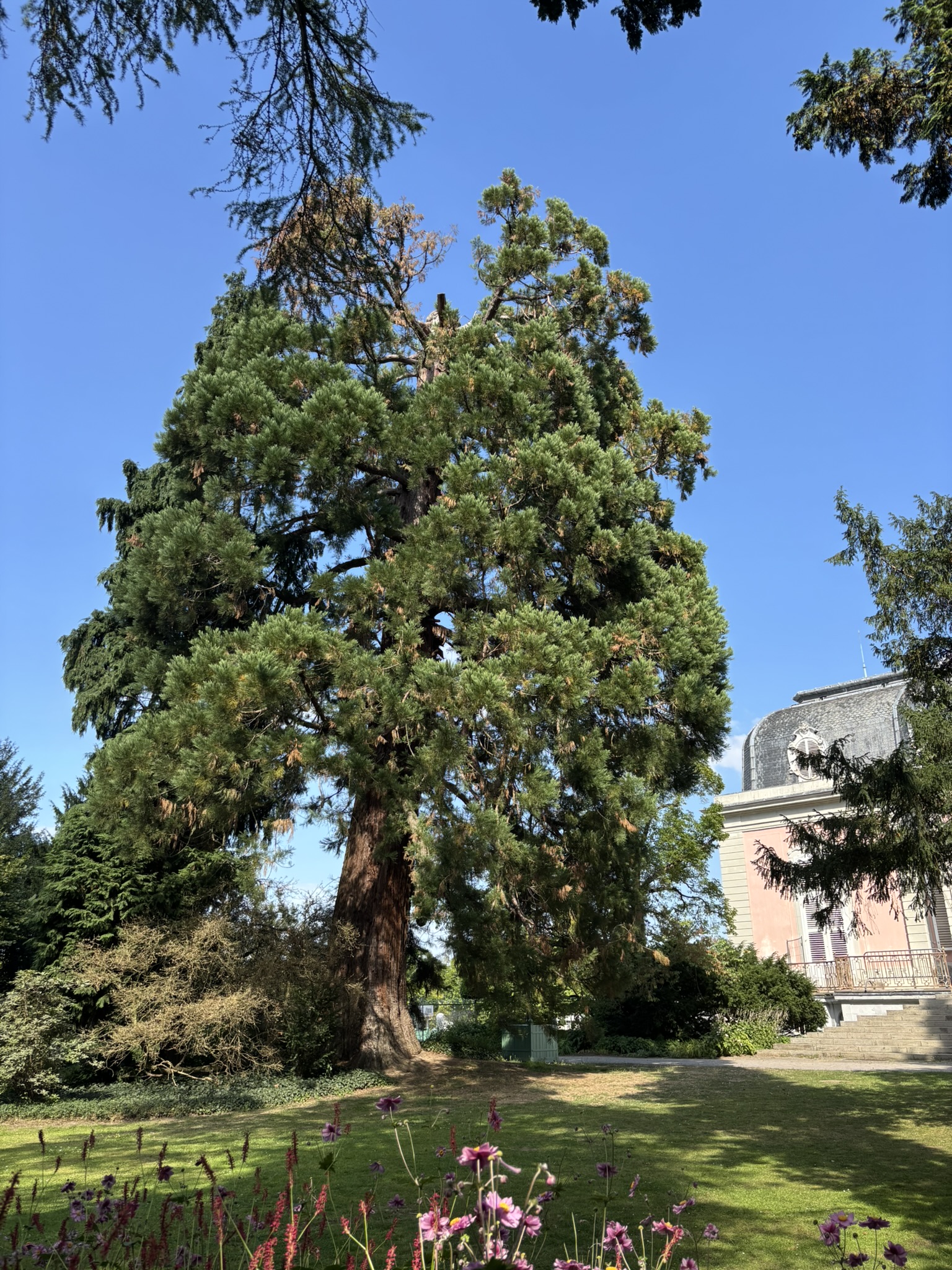 Mammutbaum am Schloss Benrath mit Blitznarbe