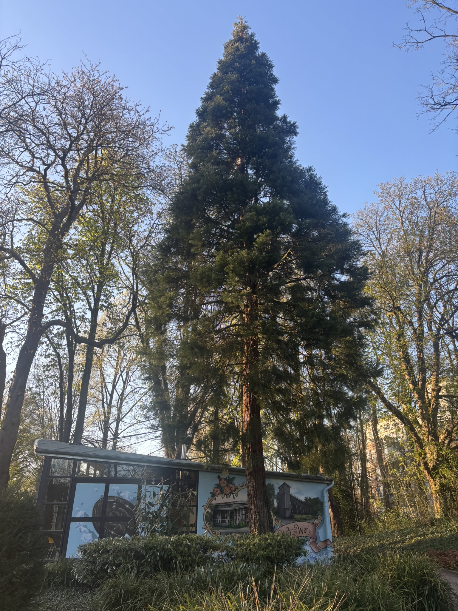 Mammutbaum im Kurpark Werl