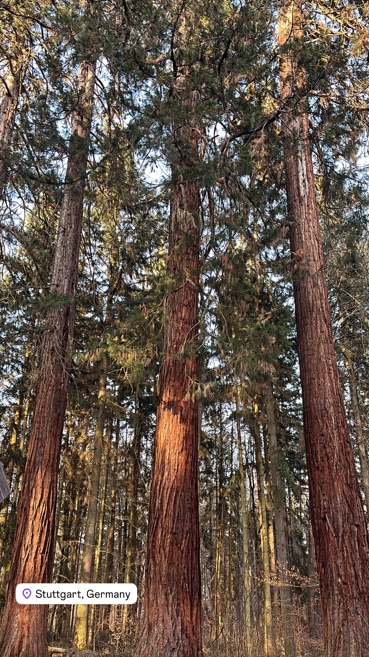 Mammutbäume im Rosensteinpark Stuttgart