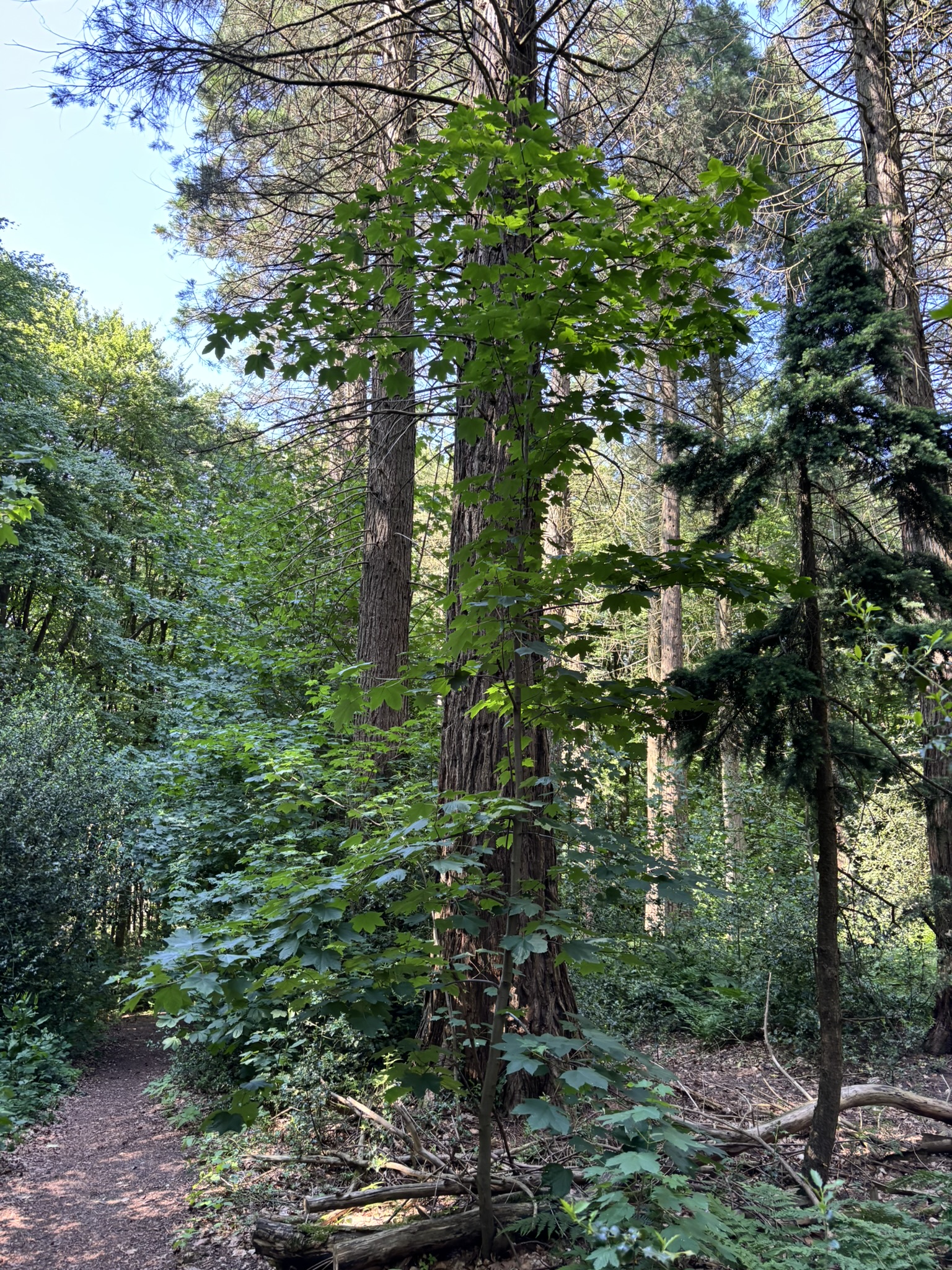 Mammutbäume im Arboretum Burgholz, Wuppertal